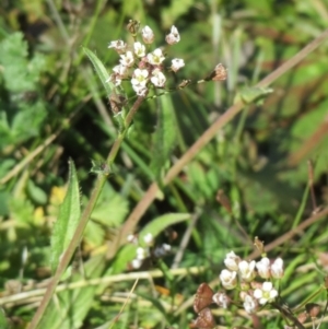 Capsella bursa-pastoris at Hawker, ACT - 30 Aug 2020