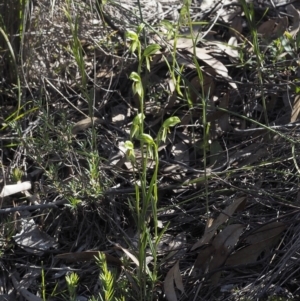 Bunochilus umbrinus (ACT) = Pterostylis umbrina (NSW) at suppressed - suppressed