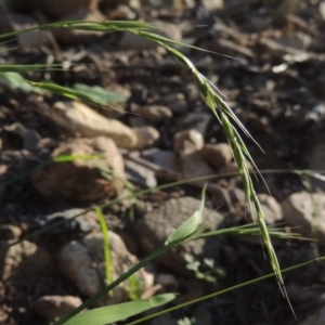 Microlaena stipoides at Banks, ACT - 31 Mar 2020