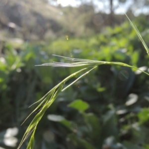 Microlaena stipoides at Banks, ACT - 31 Mar 2020