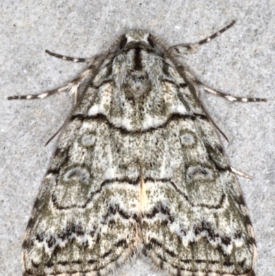 Calathusa eremna (Calathusa eremna) at Mossy Point, NSW - 27 Aug 2020 by jbromilow50