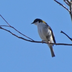 Melithreptus lunatus (White-naped Honeyeater) at Tuggeranong Hill - 31 Aug 2020 by Owen