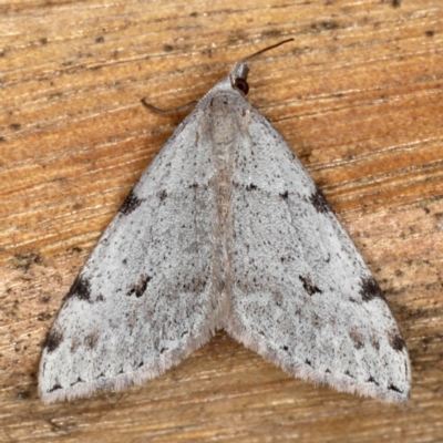 Dichromodes estigmaria (Pale Grey Heath Moth) at Mossy Point, NSW - 28 Aug 2020 by jbromilow50