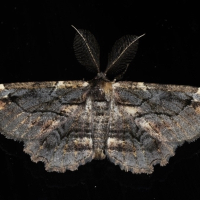 Pholodes sinistraria (Sinister or Frilled Bark Moth) at Mossy Point, NSW - 27 Aug 2020 by jbromilow50