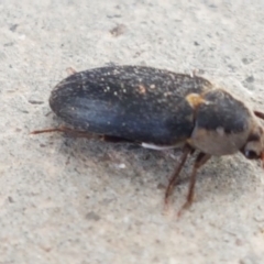 Dermestes maculatus (Hide beetle) at Holt, ACT - 31 Aug 2020 by trevorpreston