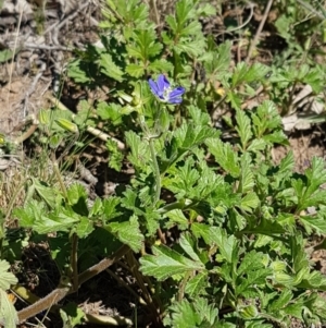 Erodium crinitum at Holt, ACT - 31 Aug 2020 09:59 AM