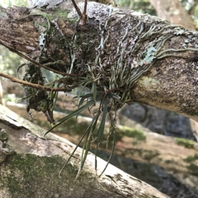 Sarcochilus hillii (Morrison's Tree-orchid, or Myrtle Bells) at Tanja, NSW - 29 Aug 2020 by Rose