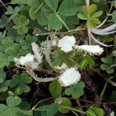 Usnea sp. (genus) (Bearded lichen) at Holt, ACT - 31 Aug 2020 by tpreston