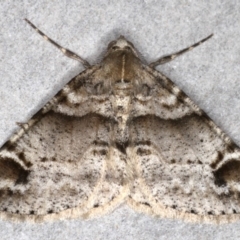 Syneora hemeropa (Ring-tipped Bark Moth) at Mossy Point, NSW - 27 Aug 2020 by jbromilow50