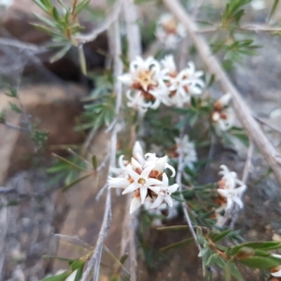 Cryptandra speciosa subsp. speciosa (Silky Cryptandra) at Holt, ACT - 31 Aug 2020 by tpreston