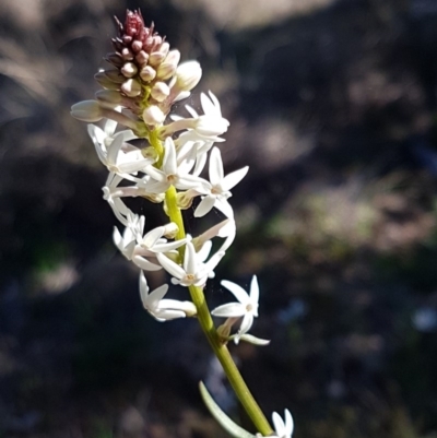 Stackhousia monogyna (Creamy Candles) at Holt, ACT - 31 Aug 2020 by tpreston