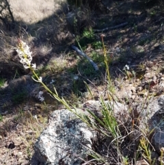 Stackhousia monogyna at Holt, ACT - 31 Aug 2020