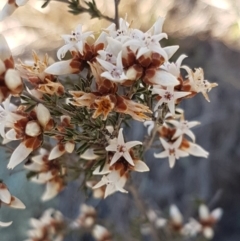 Cryptandra speciosa subsp. speciosa (Silky Cryptandra) at Holt, ACT - 31 Aug 2020 by tpreston