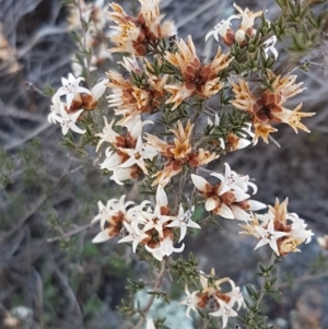 Cryptandra speciosa subsp. speciosa at Holt, ACT - 31 Aug 2020