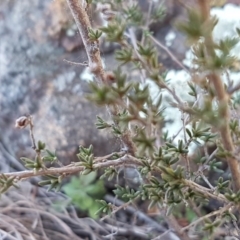 Cryptandra speciosa subsp. speciosa at Holt, ACT - 31 Aug 2020