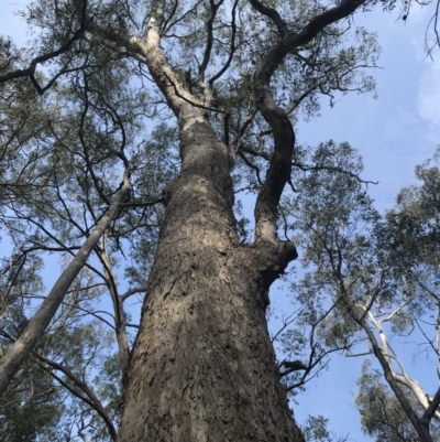 Eucalyptus longifolia (Woollybutt) at Tanja, NSW - 7 Jun 2020 by Rose