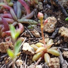 Calandrinia eremaea at Holt, ACT - 31 Aug 2020