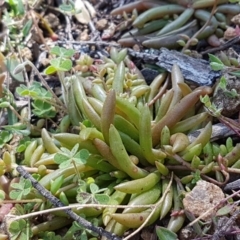 Calandrinia eremaea at Holt, ACT - 31 Aug 2020