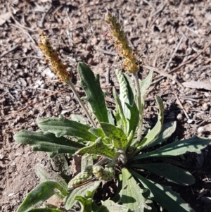 Plantago varia at Latham, ACT - 31 Aug 2020