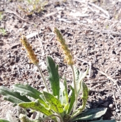 Plantago varia at Latham, ACT - 31 Aug 2020