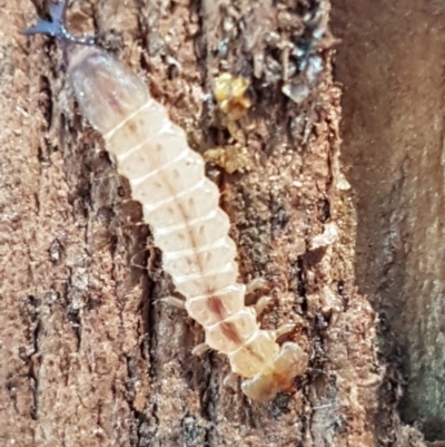 Platisus sp. (genus) (Flat bark beetle) at Macgregor, ACT - 31 Aug 2020 by trevorpreston