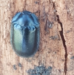 Pterohelaeus striatopunctatus (Darkling beetle) at Umbagong District Park - 31 Aug 2020 by tpreston