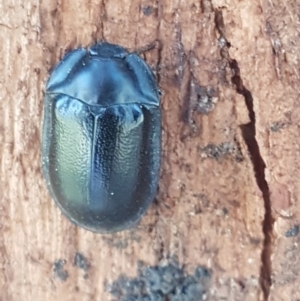 Pterohelaeus striatopunctatus at Macgregor, ACT - 31 Aug 2020 11:44 AM