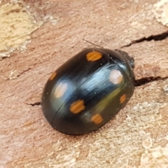 Paropsisterna octosignata (Eucalyptus leaf beetle) at Macgregor, ACT - 31 Aug 2020 by tpreston