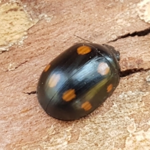 Paropsisterna octosignata at Macgregor, ACT - 31 Aug 2020