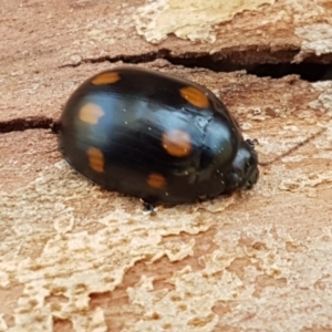 Paropsisterna octosignata at Macgregor, ACT - 31 Aug 2020