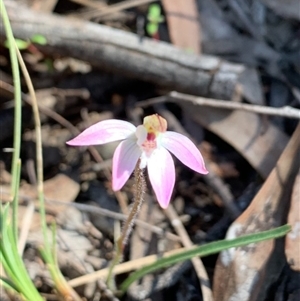 Caladenia fuscata at Point 479 - suppressed