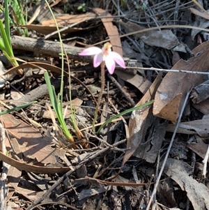 Caladenia fuscata at Point 479 - suppressed