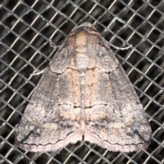 Dysbatus (genus) (A Line Geometrid.) at Mossy Point, NSW - 27 Aug 2020 by jb2602