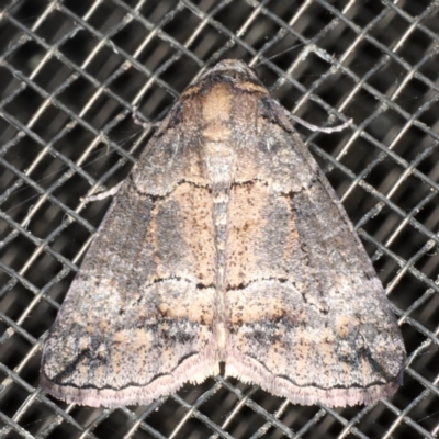 Dysbatus (genus) (A Line Geometrid.) at Mossy Point, NSW - 27 Aug 2020 by jb2602