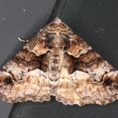 Gastrina cristaria (Wave-lined Geometrid) at Mossy Point, NSW - 27 Aug 2020 by jbromilow50