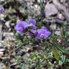 Hovea heterophylla (Common Hovea) at Gossan Hill - 30 Aug 2020 by JVR