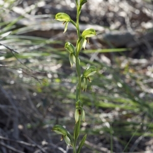 Bunochilus umbrinus (ACT) = Pterostylis umbrina (NSW) at suppressed - suppressed