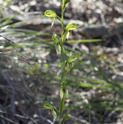 Bunochilus umbrinus (ACT) = Pterostylis umbrina (NSW) (Broad-sepaled Leafy Greenhood) by David