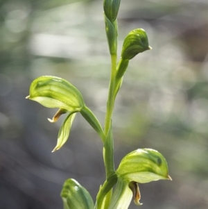 Bunochilus umbrinus (ACT) = Pterostylis umbrina (NSW) at suppressed - suppressed