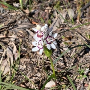 Wurmbea dioica subsp. dioica at Bruce, ACT - 31 Aug 2020