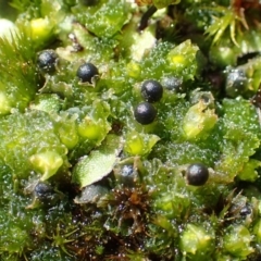 Fossombronia pusilla (A leafy liverwort) at O'Connor, ACT - 30 Aug 2020 by RWPurdie