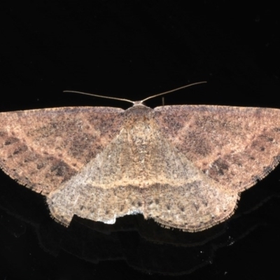 Taxeotis perlinearia (Spring Taxeotis) at Mossy Point, NSW - 27 Aug 2020 by jbromilow50