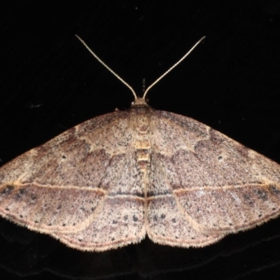 Zeuctophlebia squalidata (Forest Heath Moth) at Mossy Point, NSW - 27 Aug 2020 by jbromilow50