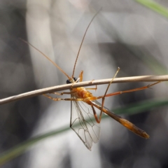 Ichneumonidae (family) at Downer, ACT - 30 Aug 2020