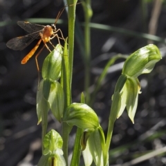 Ichneumonidae (family) at Downer, ACT - 30 Aug 2020