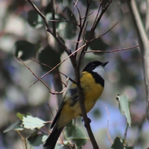 Pachycephala pectoralis at Gundaroo, NSW - 31 Aug 2020 12:45 PM