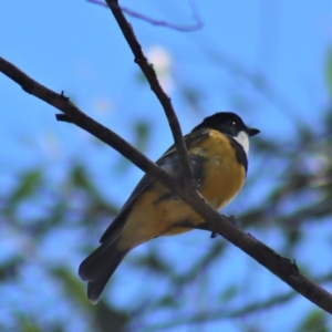 Pachycephala pectoralis at Gundaroo, NSW - 31 Aug 2020