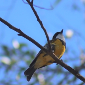 Pachycephala pectoralis at Gundaroo, NSW - 31 Aug 2020