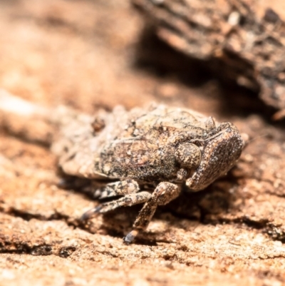 Platybrachys sp. (genus) (A gum hopper) at Umbagong District Park - 31 Aug 2020 by Roger