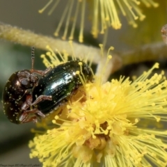 Ditropidus sp. (genus) (Leaf beetle) at Umbagong District Park - 31 Aug 2020 by Roger